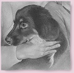 Bildausschnitt eines Hundeportraits